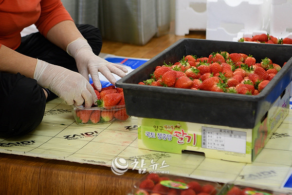 강원 양구군의 겨울철 대표 작물인 딸기가 본격 출하를 시작했다. (사진=양구군청 제공)