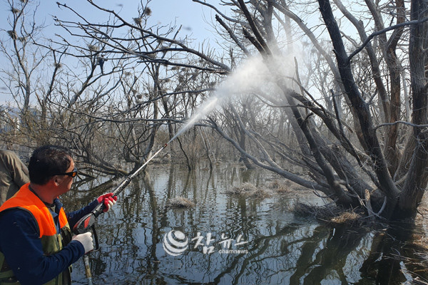 춘천시는 지난 25일 동면 장학리 상고대 일대에서 춘천생태관리협회와 함께 민물가마우지 묵은 둥지 제거 작업을 진행했다. (사진=춘천시청 제공)