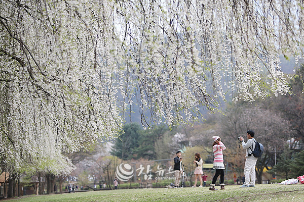 국내 대표 봄꽃 관광지인 남이섬이 ‘2026 벗(友)꽃놀자’로 생동하는 봄을 활기차게 연다. (자료사진 ⓒ참뉴스)