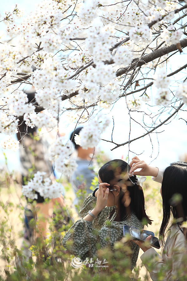 벚꽃. ⓒ2023 참뉴스/정광섭